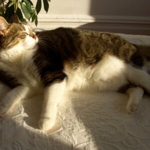 My cat