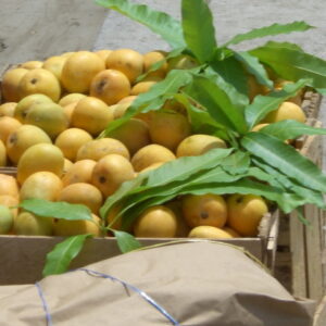 Mangoes de chupar