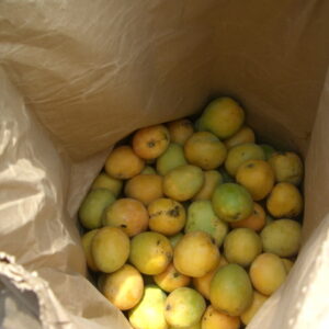 Mangoes