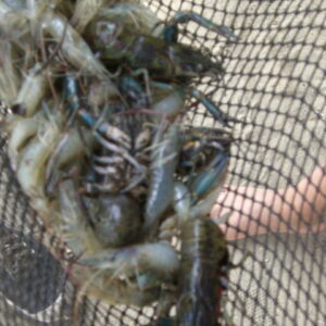 Crustaceans