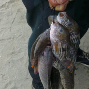 Pesca