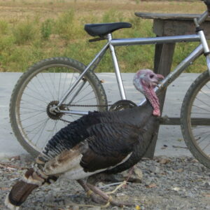 Pavo