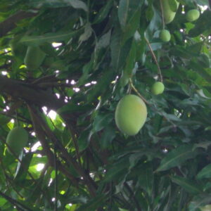 Mangoes