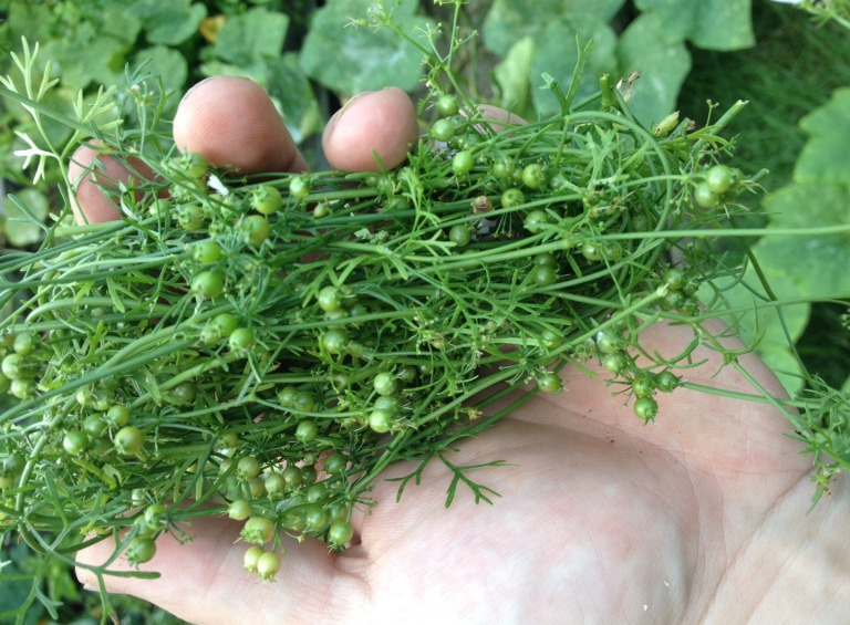 Coriander